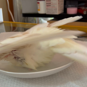 オカメインコの舞の画像