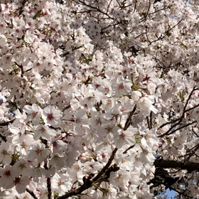 今日の桜（追加）の画像