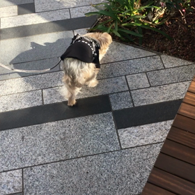 花粉が、、の画像