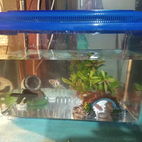 新しい家族？の画像