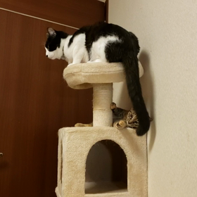 生きてるじゃらしの画像