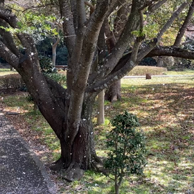 桜吹雪の画像