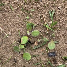 アリの巣の画像