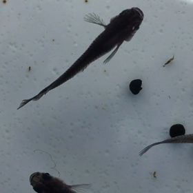 水槽掃除してましたの画像