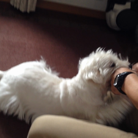 じゃれあいの画像