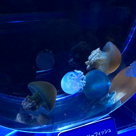 カラージェリーフィッシュの画像