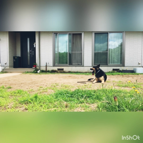 dog training11の画像