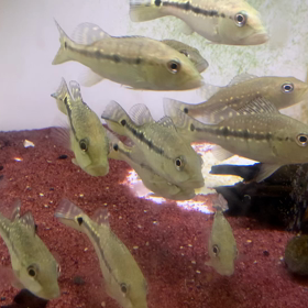 今日は動画で、、、の画像