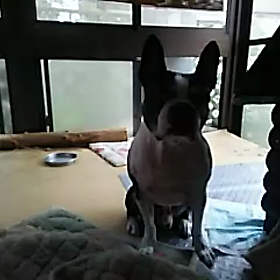 動画投稿実験の画像