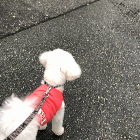 不審者　〰の画像