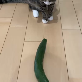 可愛いケケの画像