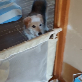 ハッピーちゃん　代二段？の画像