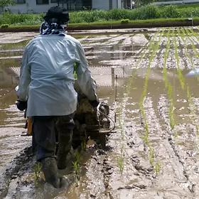田植え2の画像