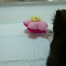 チワポメちゃん約３ヶ月でこのサイズの画像