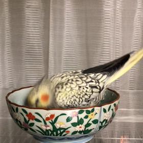 れお、初めての水浴び❣️の画像