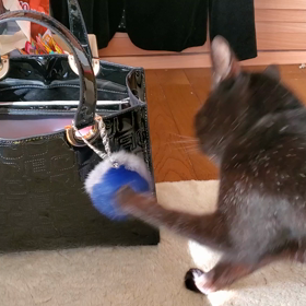 なぜ遊ぶ？の画像