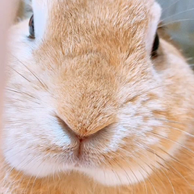 耳が！ ？ない！？の画像