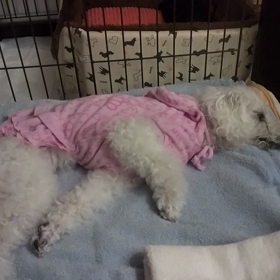 午前4時半のフーラ　2018年3月27日の画像