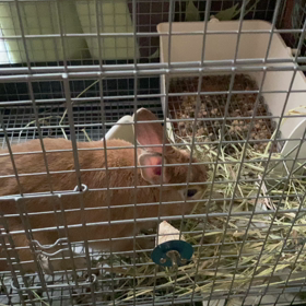 かなりよくなりましたうさまるの画像