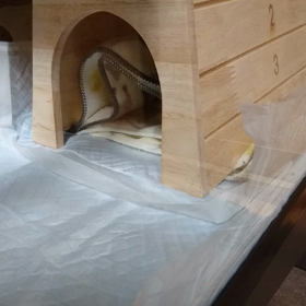 荒ぶるももた君に((( ；ﾟДﾟ)))ｶﾞｸｶﾞｸﾌﾞﾙﾌﾞﾙな飼い主。の画像