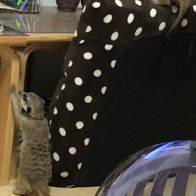 新年明けましておめでとうございます♡の画像