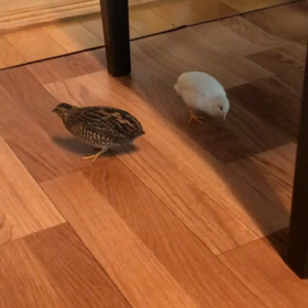 部屋んぽ動画の画像