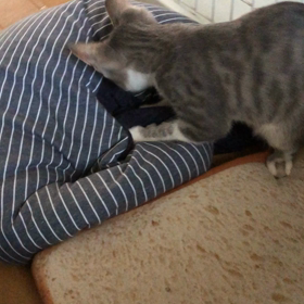 飽きないね〜(´⊙ω⊙`)の画像