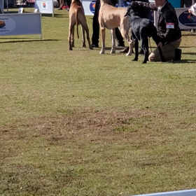 ドッグショーの画像