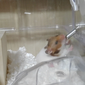 お水を飲む英彦さん( ◜ᴗ◝ )ﾆｺ。の画像