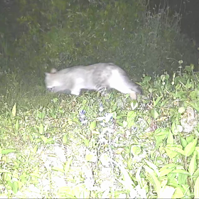 すぎぴたんの事件簿　シーズン２　２６１話（夜のドタバタ劇）の画像