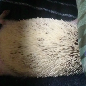 ＃ハリネズミこすず 爆睡＃の画像