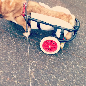 車イスのオシッコ対策にの画像