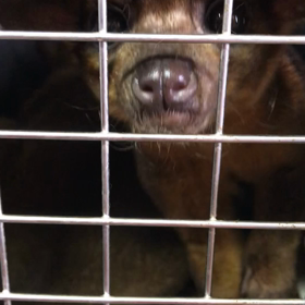 キンカジューの画像