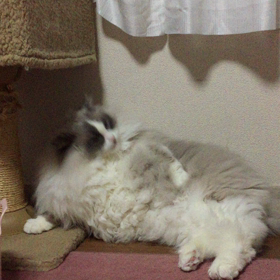 ミルの毛繕いの画像