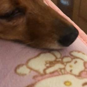 【閲覧注意】【音量注意】【怖かわ注意】の画像