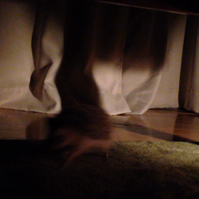 たぬさんのランニング(動画)の画像