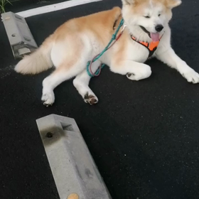 梅雨入り間近？の今朝はお散歩日和‼️未来丸は快調そのもの。人呼んで「散歩の鬼、秋田犬未来丸」の画像