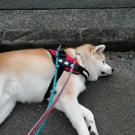 清水区の断水、山間部の停電等一晩で400mm の豪雨の余波はまだ続く静岡市。そんな中も引き続き平の画像