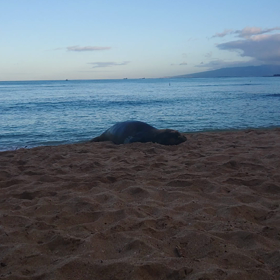 夢を叶えに世界一周旅行中⑰【ハワイの海で】の画像