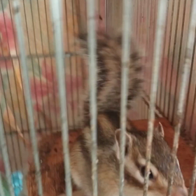 ワッフルコーンの画像