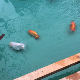 朝の水換えの画像