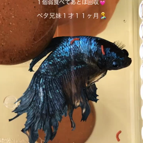 ナイト君1才11ヶ月の画像