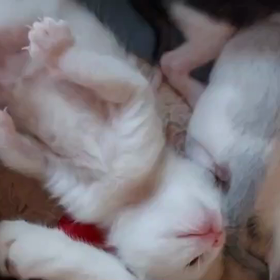 待ち遠しくなってきましたの画像