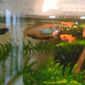 めだかさん♥の画像