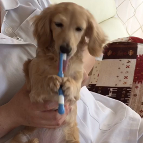 歯磨き…もどきの画像