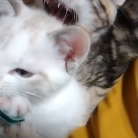 そすいスクエア　にに市の画像