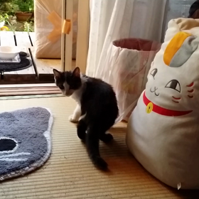 ひかりちゃん…の画像