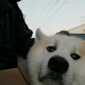 今朝も順調な未来丸散歩。最初はぐずぐずだけど後半バッチリ❗やっぱりコース選択は大事だなと感じる。の画像