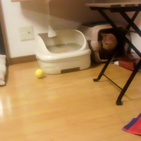 ちびっこ  大はしゃぎ～動画編2～の画像