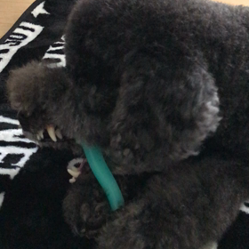 プレゼントの画像